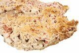 Top-Quality, Ruby Red Vanadinite Crystals on Barite - Morocco #278226-3